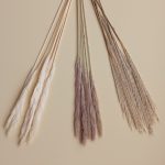 pampas flower (cream and brown pampas flower)