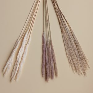 pampas flower (cream and brown pampas flower)